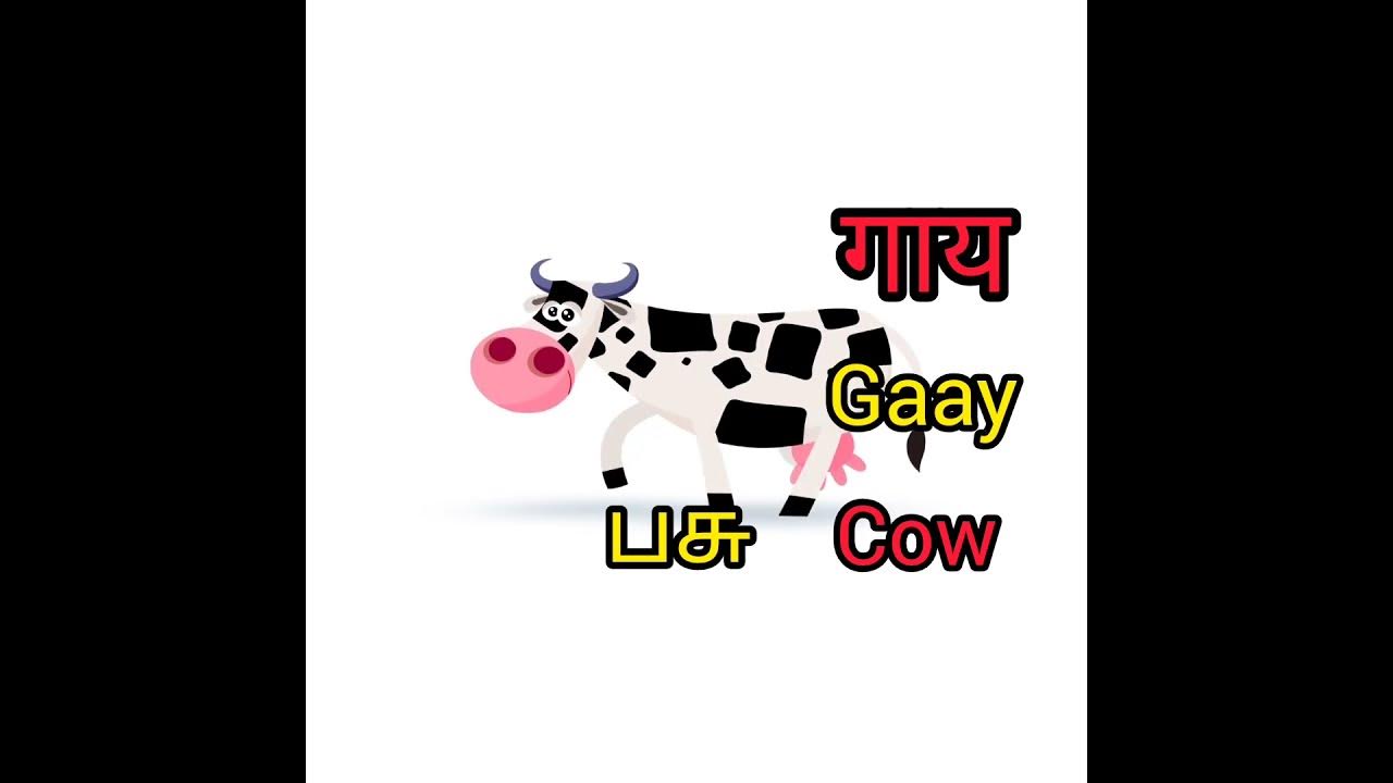 cow-pacu-meaning-in-hindi-learn-learn-learn-short-hindi-tamil