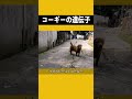 コーギーの遺伝子は想像を超えるほど強力で、最後の一匹はきっとあなたにも分からない