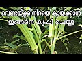 വീട്ടാവശ്യത്തിന് ധാരാളം വെണ്ടയ്ക്ക | Venda krishi tips in malayalam | Ladies Finger Cultivation Tips