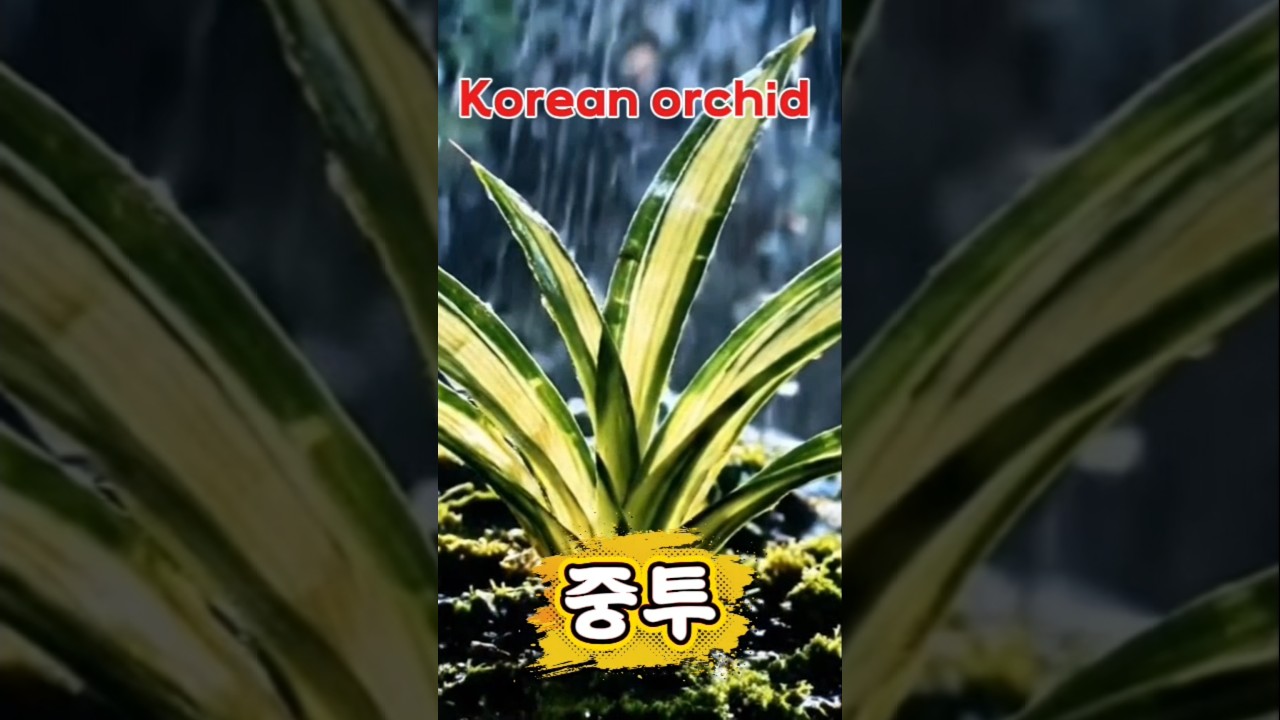 난초 잎한장에 수억원?? 최고의 난초 중투‼️ #난초 #란쟁이tv #중투 #shorts #subscribe #orchid #koreanorchid #식테크 #희귀식물 #ai