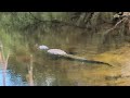 Huge Alligator in Econlockhatchee River &amp; 2nd Gator on Outback Trail Little Big Econ State Forest!
