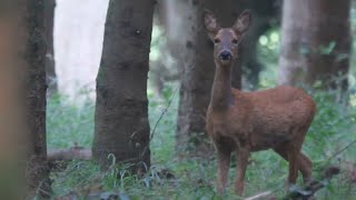 Roe deer and calling in a fox