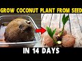 How to Grow Coconut Tree from Seed | Grow Coconut Plant at Home in 14 Days