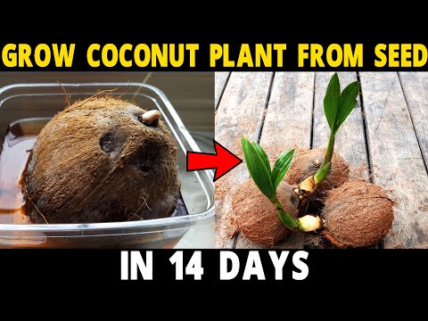 How to Grow Coconut Tree from Seed | Grow Coconut Plant at Home in 14 Days