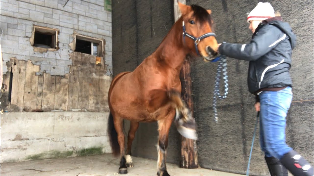 dressage arena Winter entertainment / Spanish Walk Update