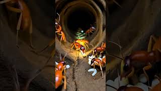 Don’t Touch This Red Velvet Ant! 😬 #shorts