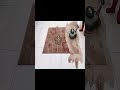 EP 48, Rug Clean #rugcleaning #carpetcleaning #deepcleaning #cleaningservices #rugclean