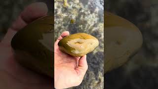 Smooth yellow jasper#shorts #stone #nature #jasper #ジャスパー #天然石 #石拾い #asmr #gemstone #quartz #海岸 石
