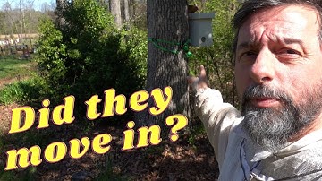 Did bees move in? Swarm Trap update