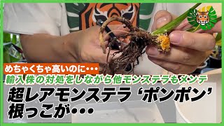 「順化済み　激レア モンステラ ポンポン TC小苗 発根済　丸葉」1 Monstera] A rare yellow-spotted plant, PomPom, was imported and