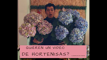 ¿Qué se añade a la tierra para que florezcan las hortensias?