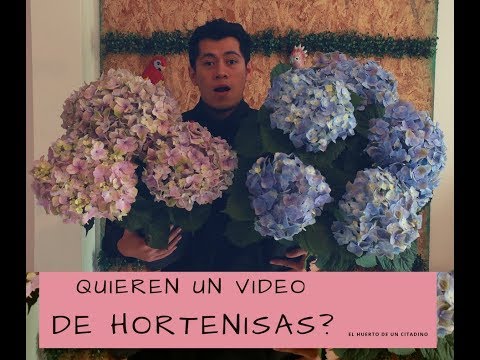 Video: Cómo hacer florecer una hortensia - ¿Por qué no florecen mis hortensias?