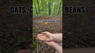 How to make a MINI FOOD PLOT!!(Part1) #deerhunting #whitetaildeer #foodplots #outdoor
