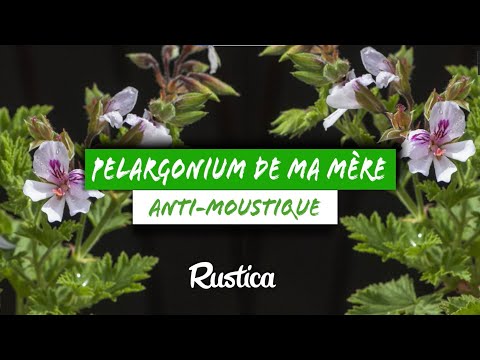 I am multiplying my mother's fragrant pelargonium