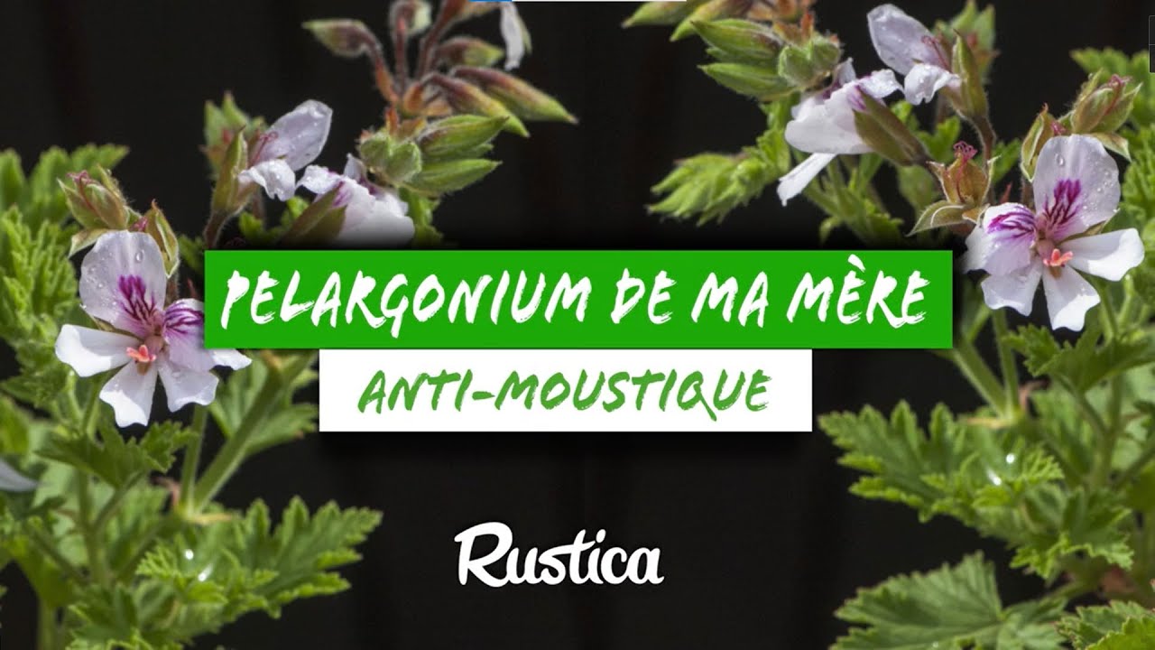 Je multiplie le pélargonium odorant de ma mère