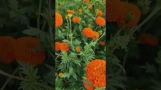 subscribe PICNIC MARIGOLD FARMING marigold 25thdecember christmas2023 khirai flowergarden