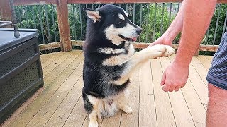 Asking Alaskan Malamute Paws too Many Times