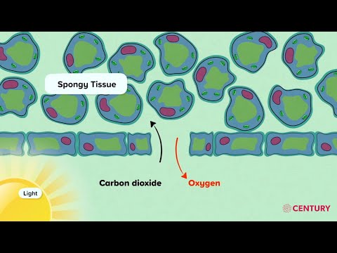 Video: Hvilke strukturer tillader strømmen af kuldioxid ind i en plante?