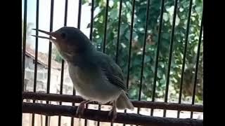 prenjak paud muda belajar bunyi. pancingan prenjak paud
