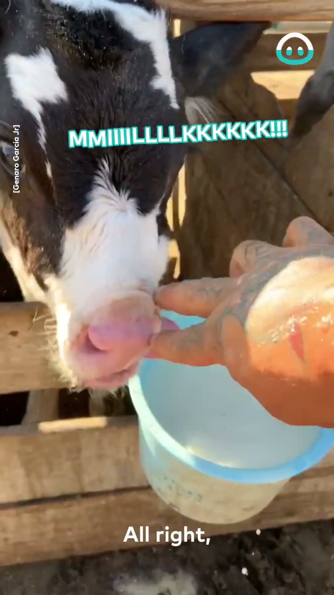 Chug the Cow Earns His Name || ViralHog