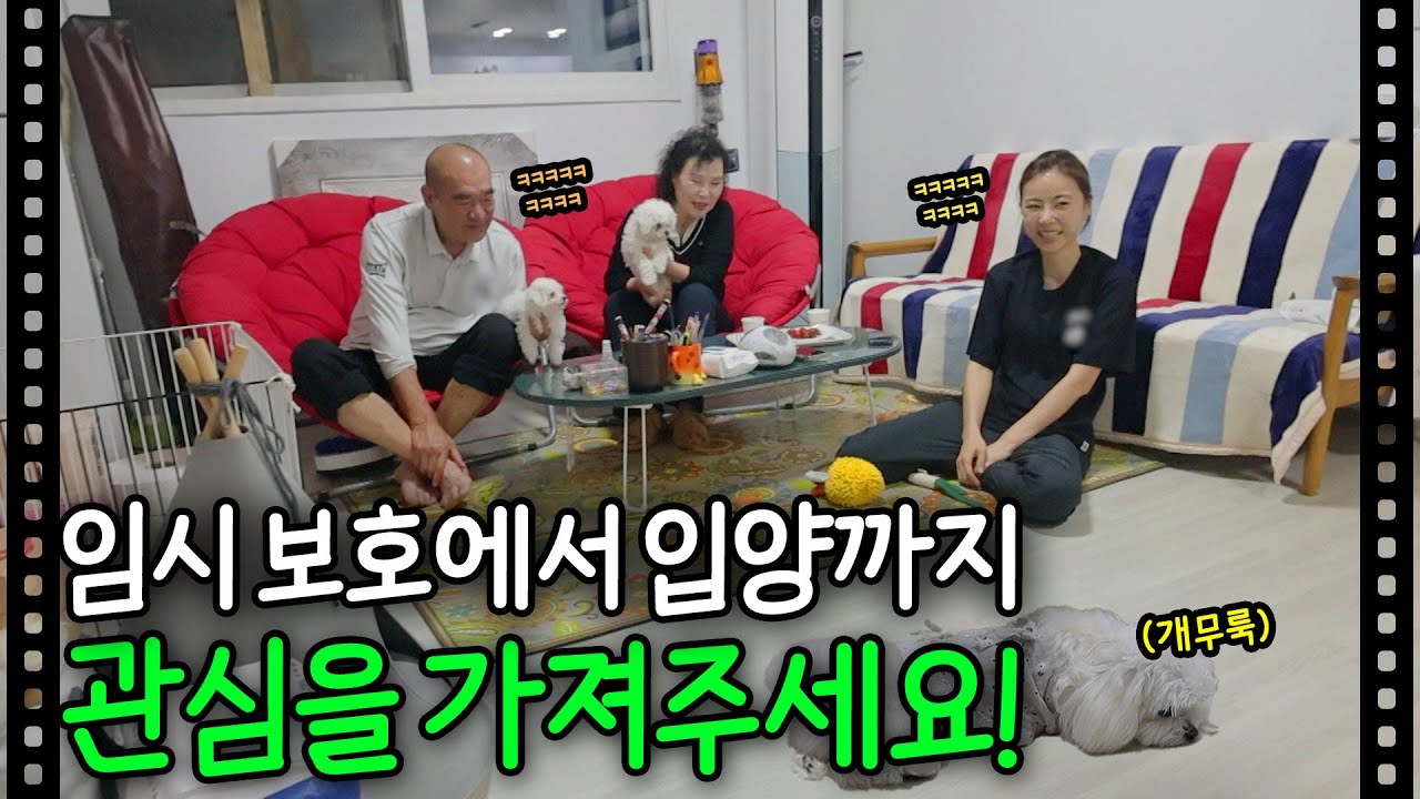 후배견 들어왔는데 기강(?) 안 잡고 시무룩해진 선배견ㅋㅋㅋㅋㅣ눈에 띄는 그녀들5