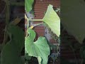 tomates 🍅 zapallos .sandías acelgas y mucho más. ...primera parte