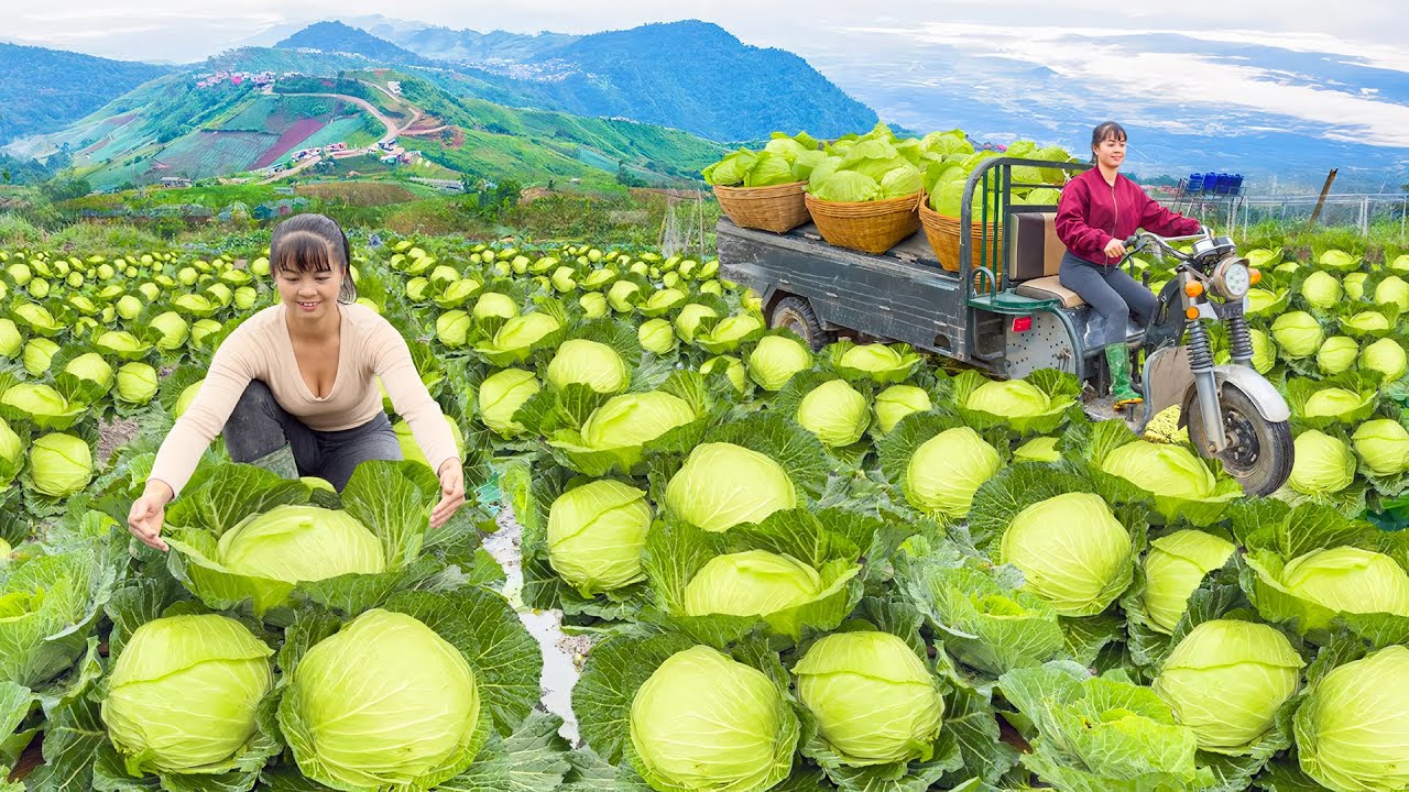Use 3-Wheeled Truck To Harvesting Cabbage Goes To The Market Sell - Farm Life