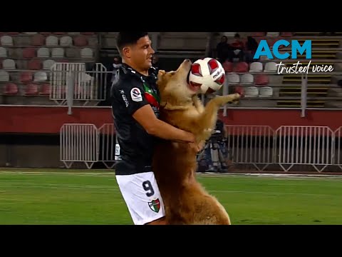 Video: Hooman Doofus bærer hundesjokkhalsbånd for å curb tysk fotballkamp