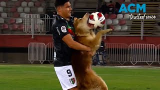 Playful pooch steals ball and hearts during professional soccer match screenshot 5