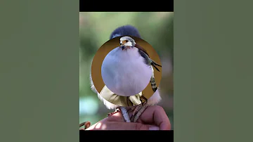 КАРЛИКОВЫЙ СОКОЛ