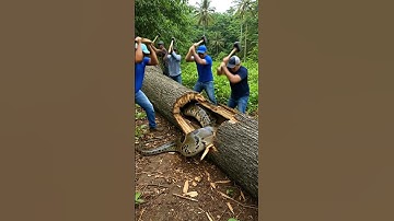 Workers Rescue Giant Anaconda Trapped in Tree Core