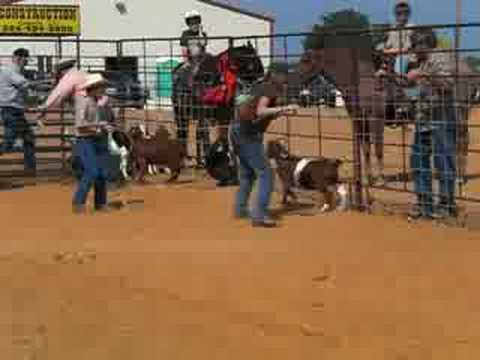 Goat Roping Runs Goat Roping - YouTube