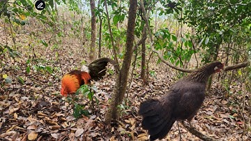 เดีนป่าต่อไก่ป่าหมานๆ dib qaib qu tuaj zoo tiag2