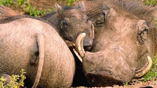The Smart Way Warthogs Keep Insects at Bay
