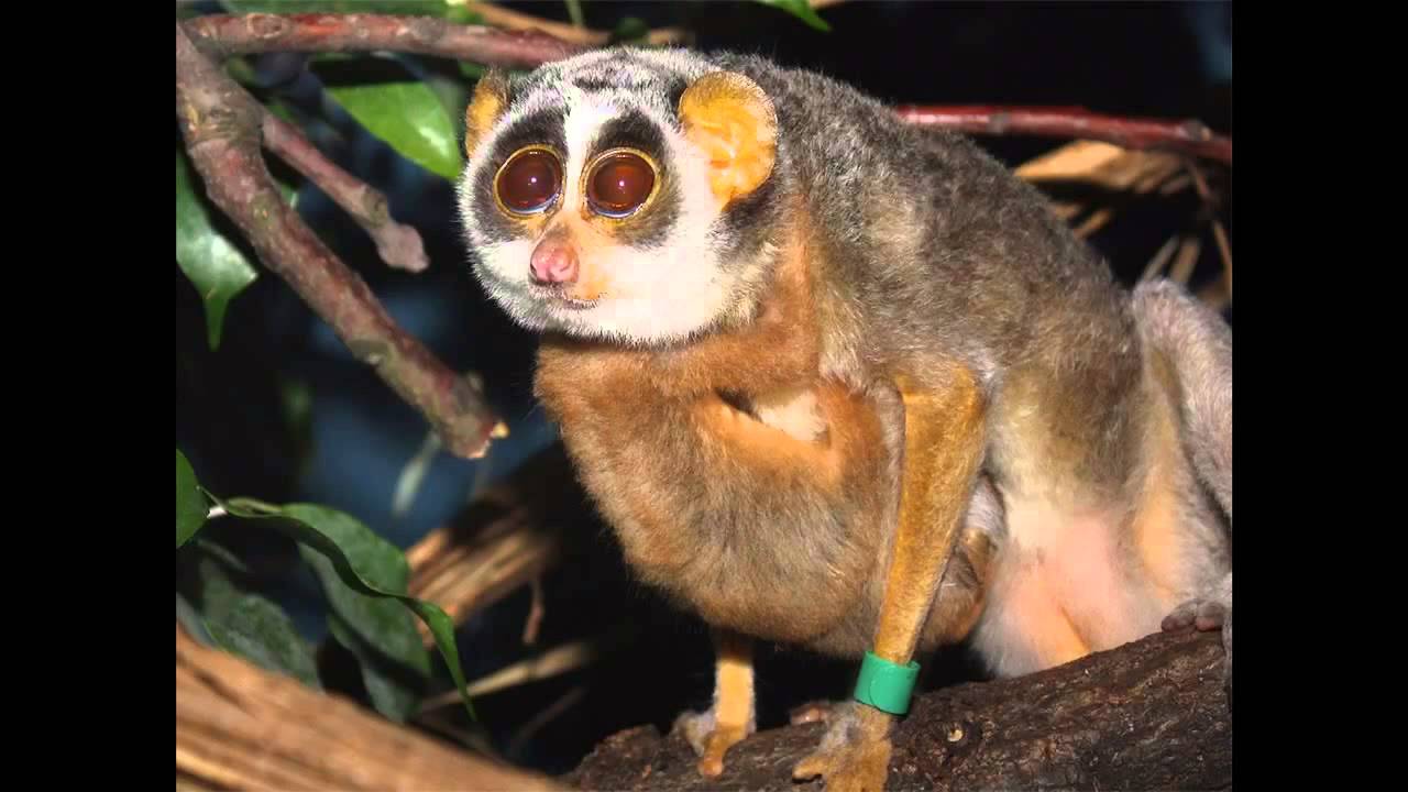Фото Самых Необычных Животных