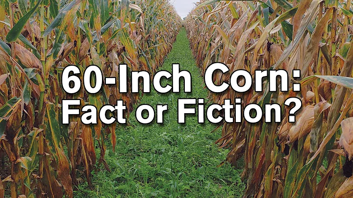 60-Inch Corn: Fact or Fiction?