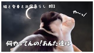 #猫の居る暮らし (vlog) #83 だから、何でそうなるかねあんた達は…/今日の20歳vs 3 歳/老猫 #スコティッシュフォールド #ねこ喧嘩