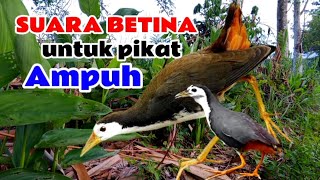 Download Lagu SUARA BURUNG RUAK-RUAK BETINA MEMANGGIL PEJANTAN  MP3