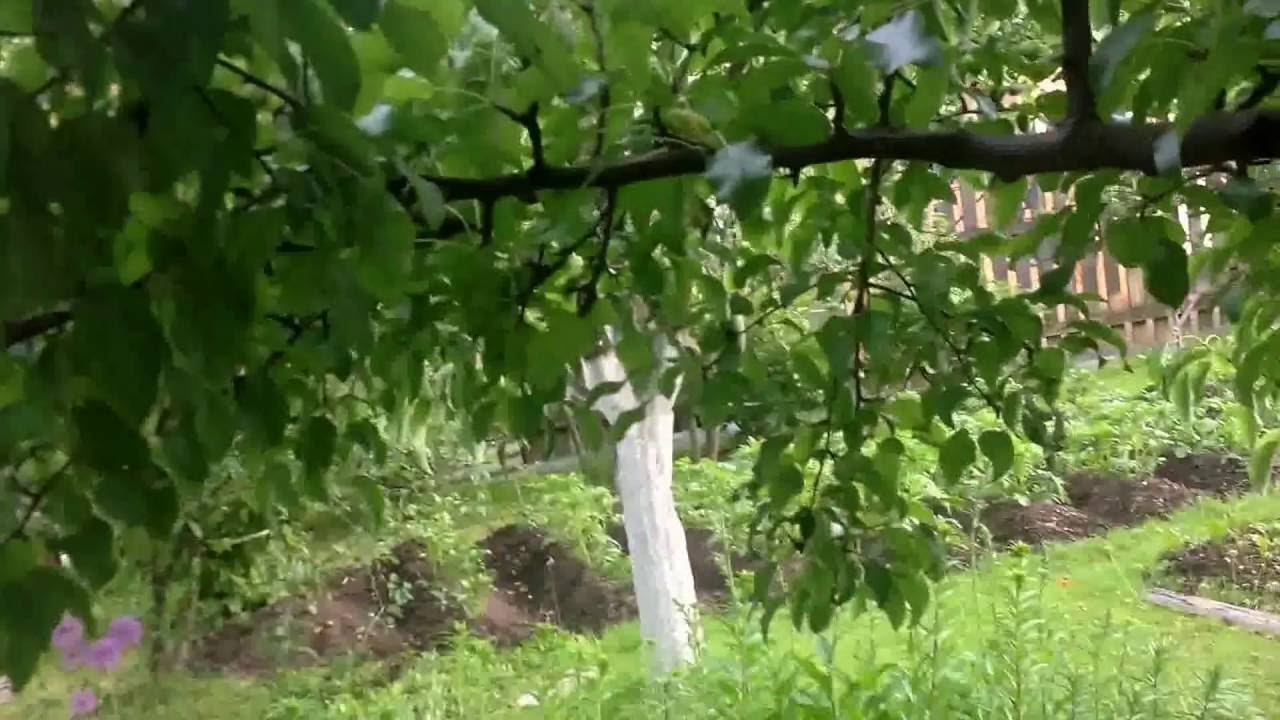 Jun 10, 2016. Заболели листья у груши и вишни