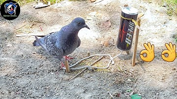 Amazing Quick Bird Trap From Cans Coca-Cola