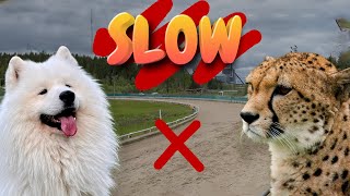 Samoyed dog on the Athletic Field | Samoyed VS Greyhound