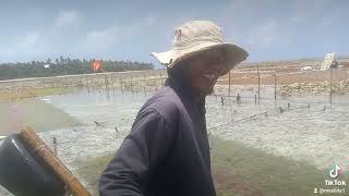 rumput laut di pulau Bangko bangkoang