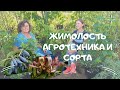 Жимолость агротехника и сорта.