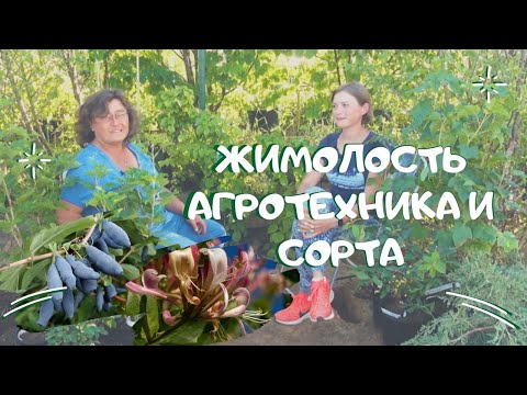 Жимолость агротехника и сорта.