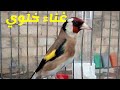 تغريد مقنين خلوي هو في غياار الريش صووت ممتاز goldfinch jilguero