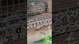 python (molurus) /अजगर #wildanimal #python #reptiles #shorts