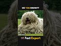 Discover the Top 5 Oddest Dog Breeds!