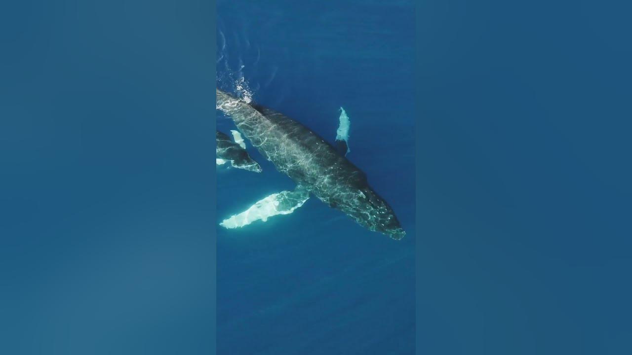 Swim through the veins of a blue whale! - YouTube