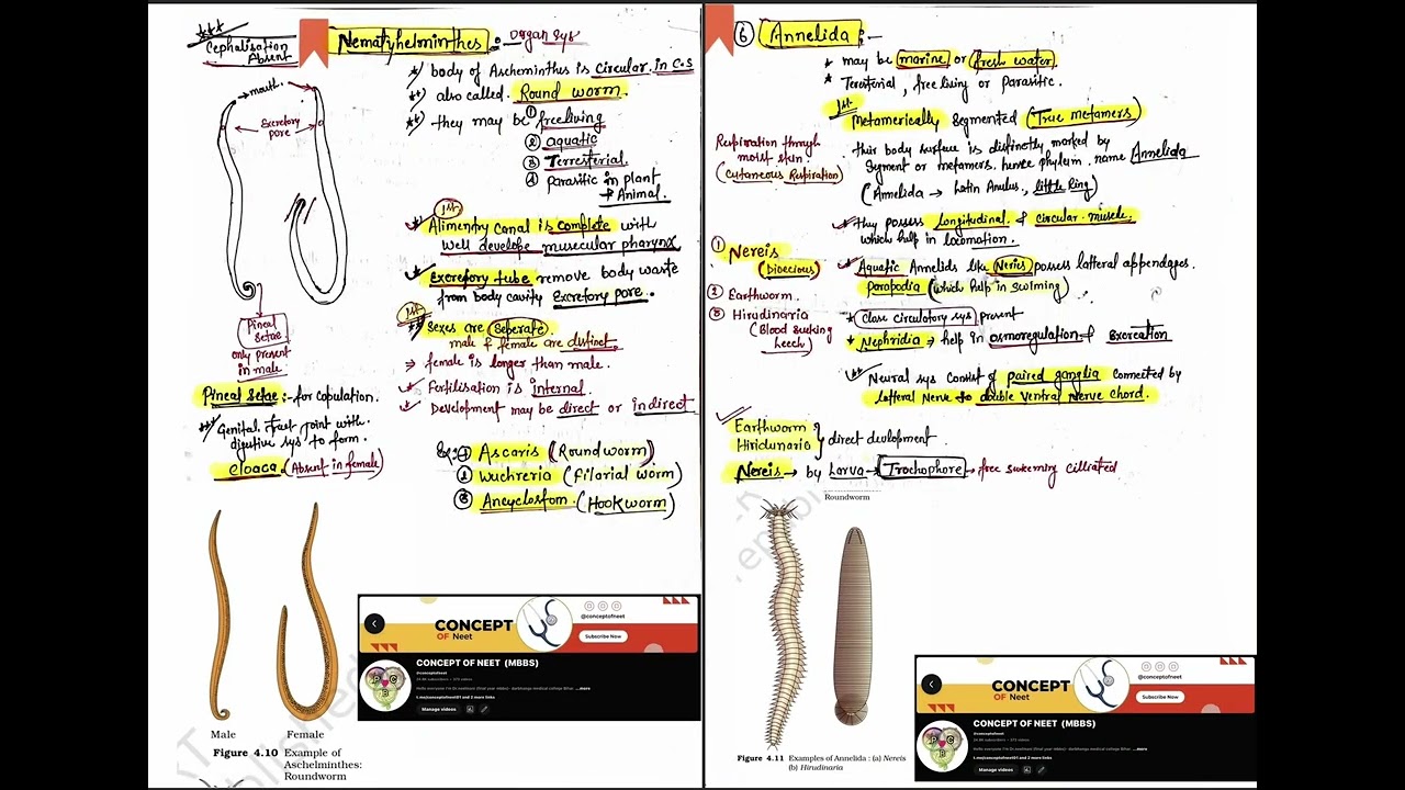 Class-11th Animal Kingdom (toppers hand written notes) 360/360 in Biology 🧬 