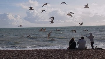 Seagulls swoop for food